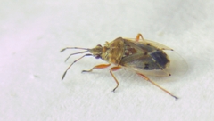 Kleidocerys resedae