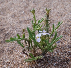 Cakile maritima euxina