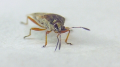 Kleidocerys resedae