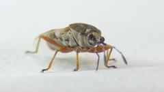 Kleidocerys resedae