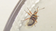 Kleidocerys resedae