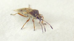 Kleidocerys resedae