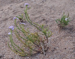 Cakile maritima euxina