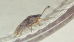 Kleidocerys resedae