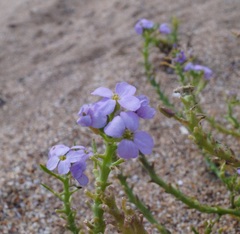 Cakile maritima euxina