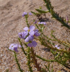 Cakile maritima euxina