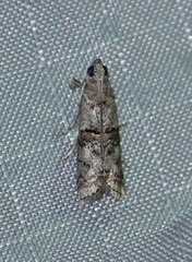 Zamagiria australella