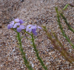 Cakile maritima euxina