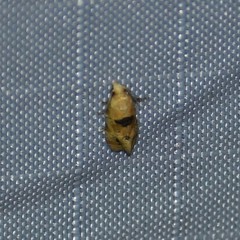 Spinipogon harmozones