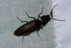 Deilelater physoderus