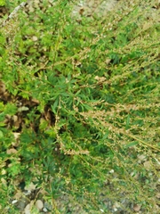 Artemisia vulgaris