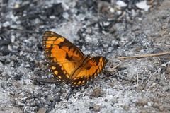 Byblia anvatara acheloia