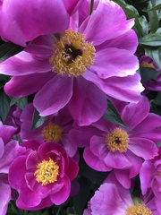 Eriocapitella × hybrida