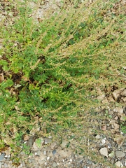 Artemisia vulgaris