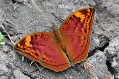 Bebearia orientis
