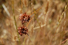 Juncus occidentalis