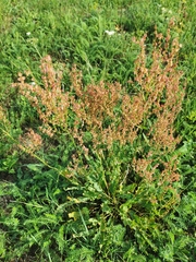 Rumex acetosa
