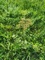 Heracleum sphondylium