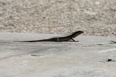 Trachylepis albotaeniata