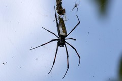 Trichonephila inaurata