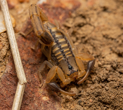 Uroplectes marlothi