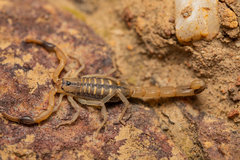 Uroplectes marlothi