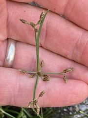 Fimbristylis decipiens