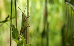 Pseudochorthippus parallelus