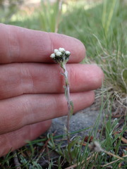 Antennaria pulchella