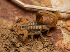 Uroplectes marlothi