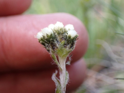 Image of Antennaria pulchella by (c) Martin Purdy, some rights reserved (CC BY)
