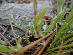 Antennaria pulchella