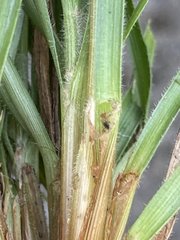 Fimbristylis decipiens