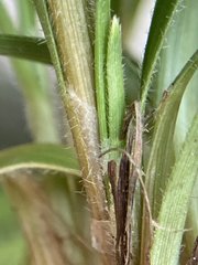 Fimbristylis decipiens