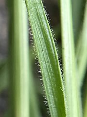 Fimbristylis decipiens