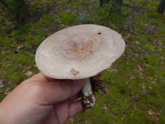 Lactarius flexuosus