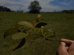 Phoradendron perrottetii