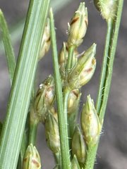Fimbristylis decipiens