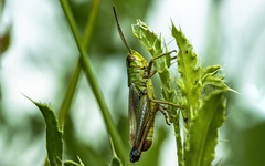 Pseudochorthippus parallelus