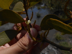 Phoradendron perrottetii