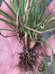 Fimbristylis decipiens