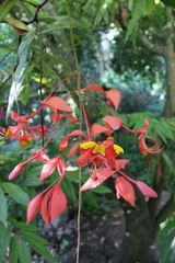 Amherstia nobilis