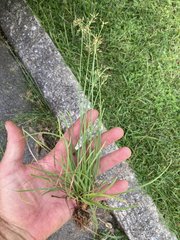 Fimbristylis decipiens