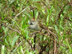 Synallaxis frontalis