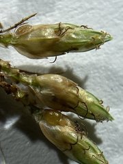 Fimbristylis decipiens