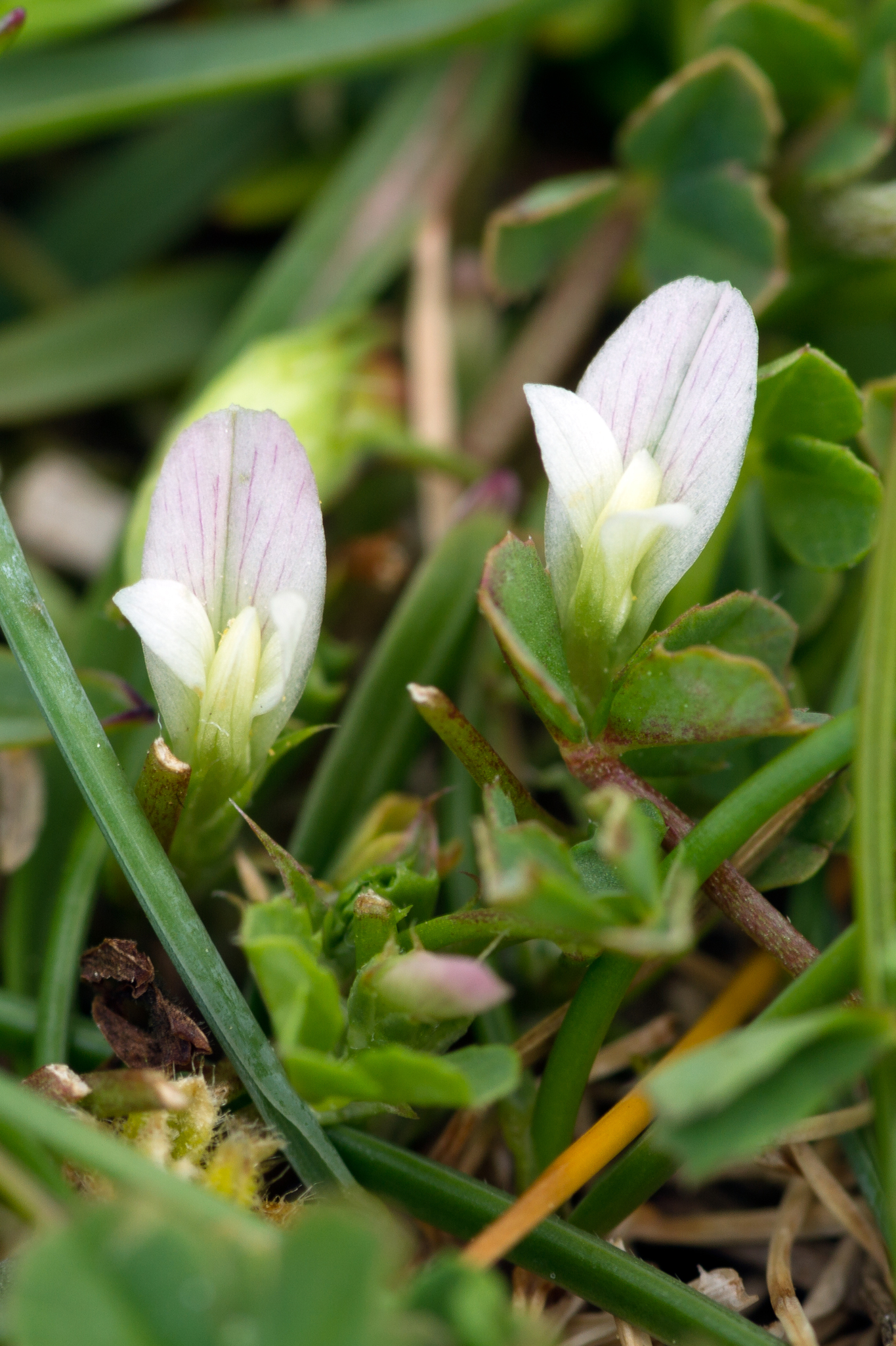 Trifolium ornithopodioides
