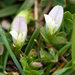Trifolium ornithopodioides - Photo (c) Emorsgate Seeds, μερικά δικαιώματα διατηρούνται (CC BY-NC)