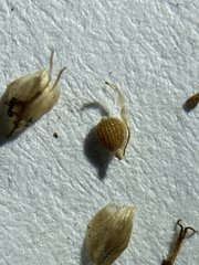 Fimbristylis decipiens