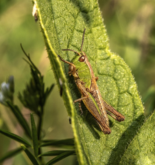 Pseudochorthippus parallelus
