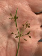 Fimbristylis decipiens